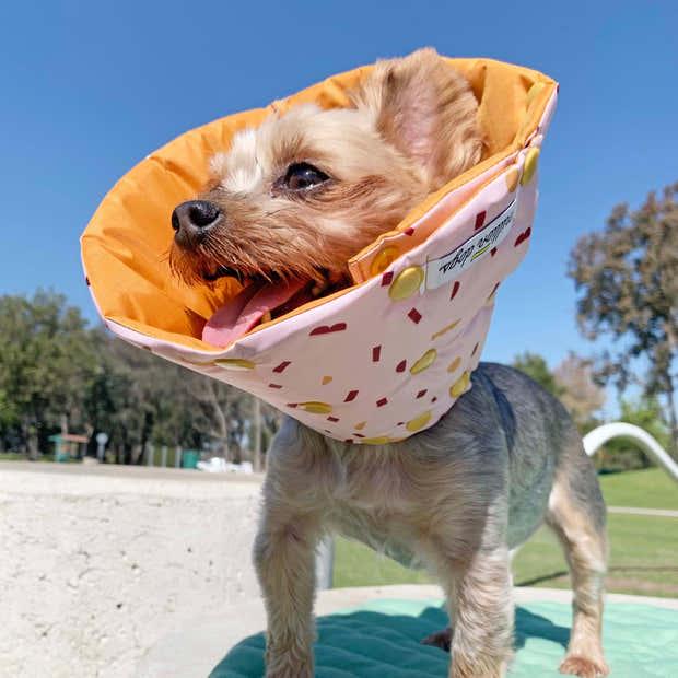 Yorkie wearing a soft cone