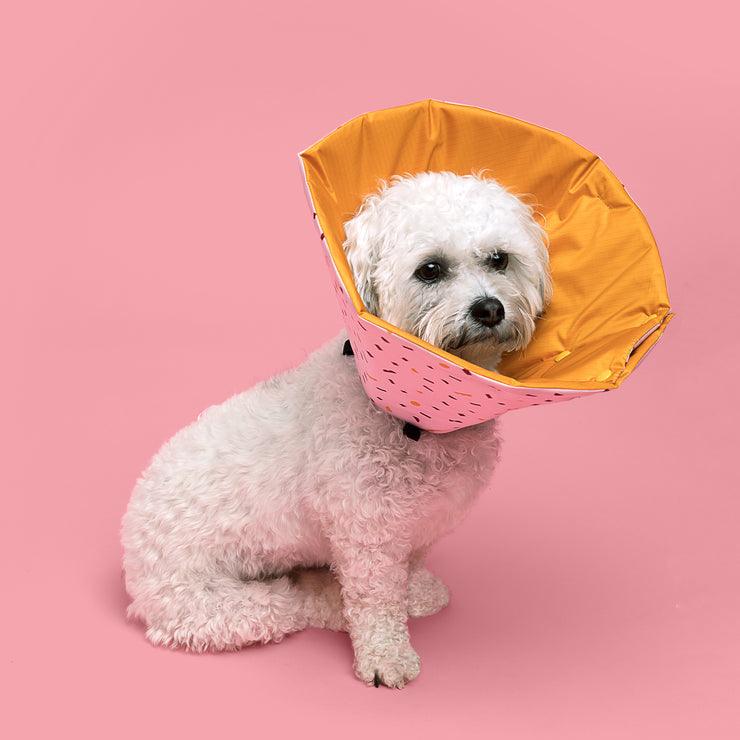 Poodle dog wearing a soft e-collar 