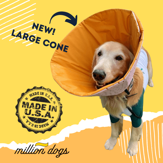 Golden Retriever wearing a large soft cone