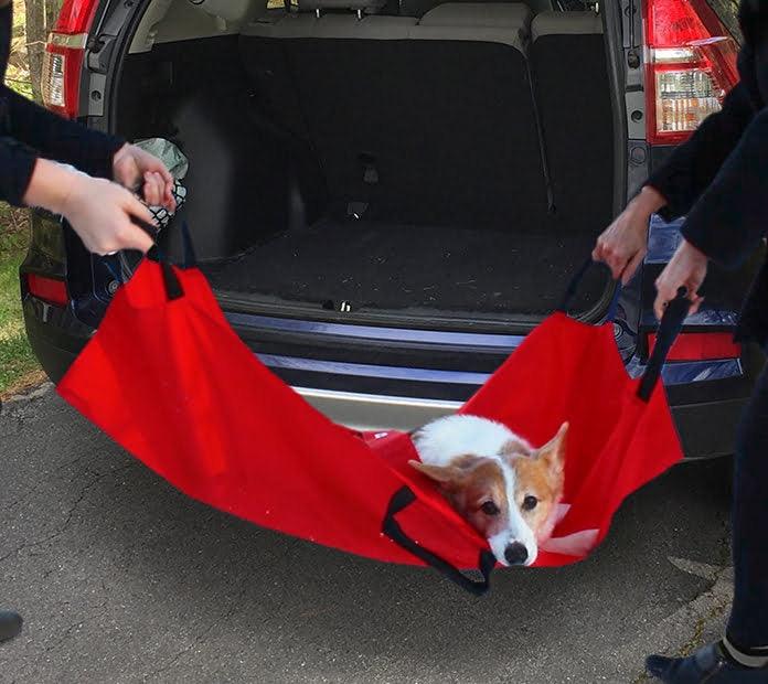 People carrying a Corgi in a stretcher 