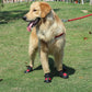 Golden retriever wearing waterproof non slip dog boots in red