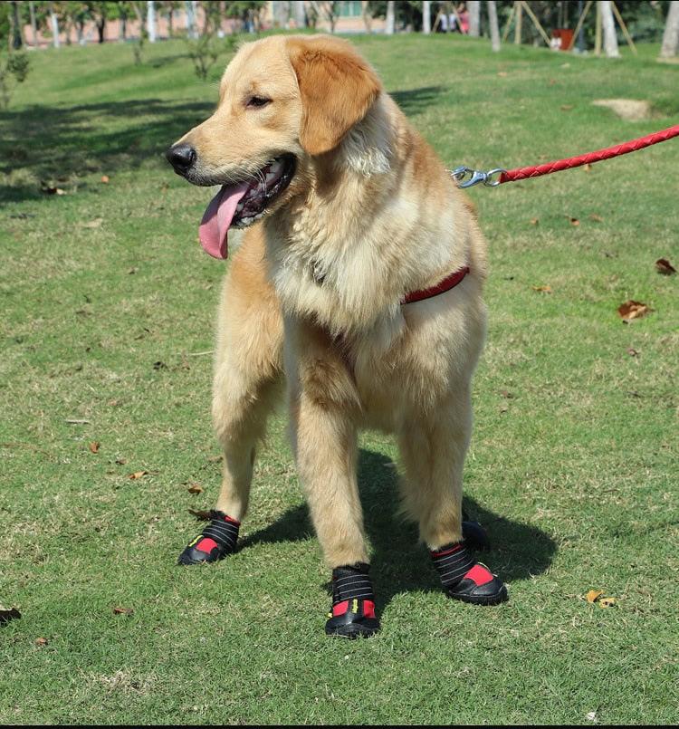 Golden retriever wearing waterproof non slip dog boots in red