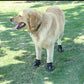 Golden Retriever wearing waterproof non slip dog boots in black