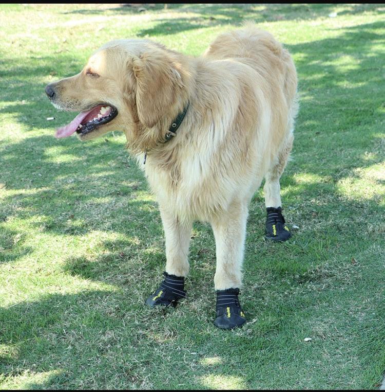 Golden Retriever wearing waterproof non slip dog boots in black